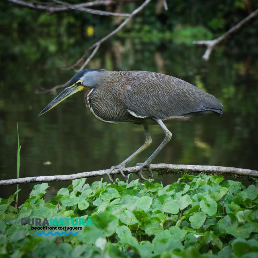 Hotel Pura Natura Beachfront Tortuguero Εξωτερικό φωτογραφία