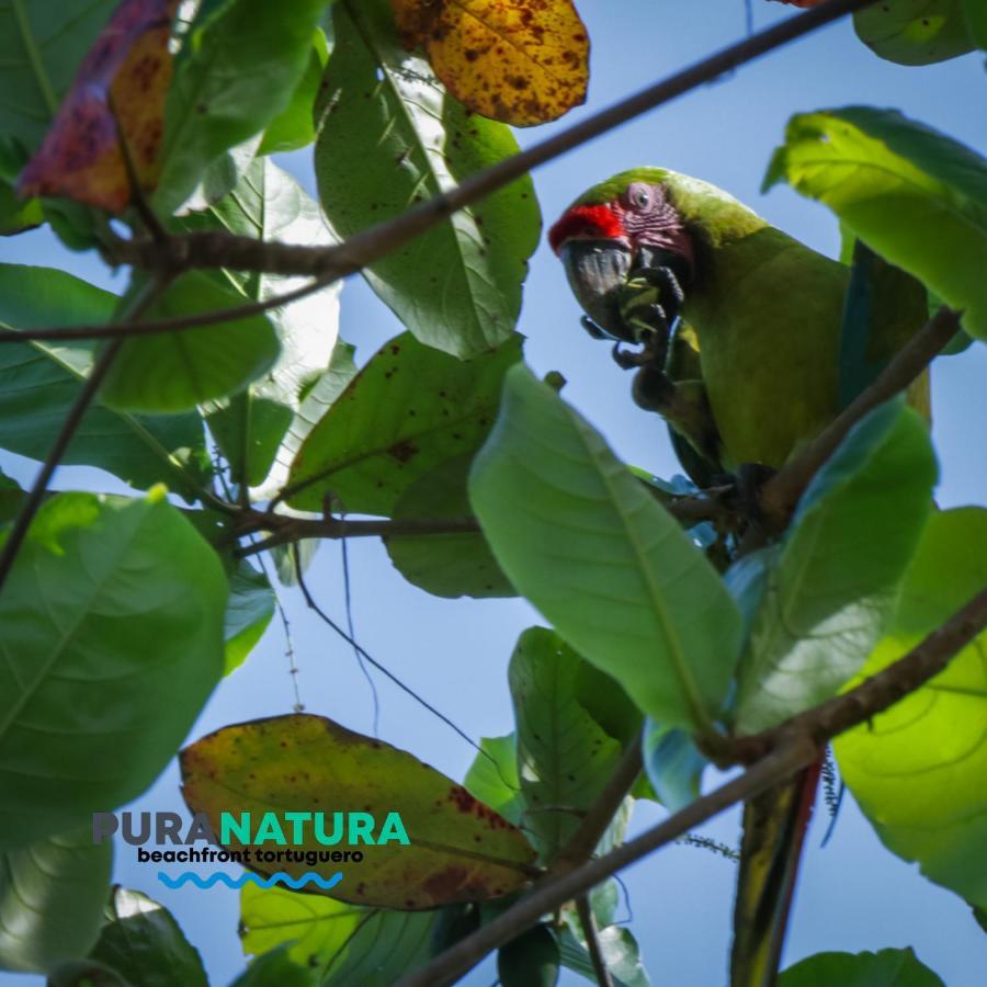 Hotel Pura Natura Beachfront Tortuguero Εξωτερικό φωτογραφία