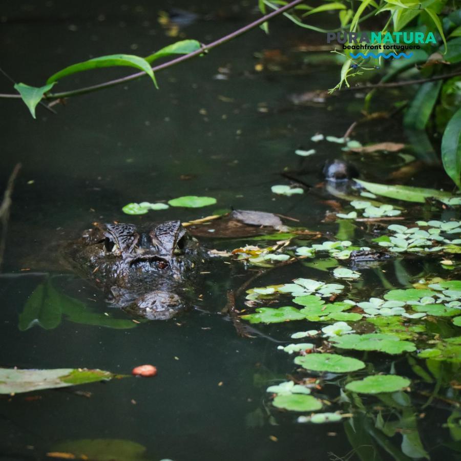 Hotel Pura Natura Beachfront Tortuguero Εξωτερικό φωτογραφία