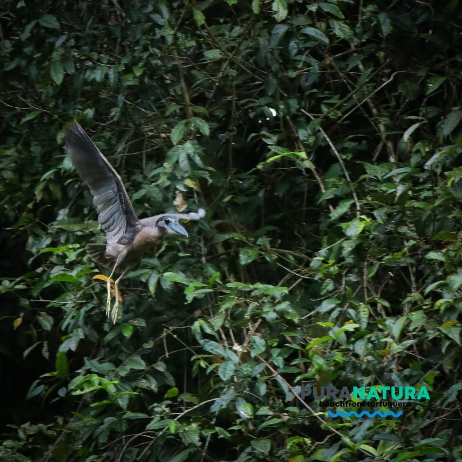 Hotel Pura Natura Beachfront Tortuguero Εξωτερικό φωτογραφία